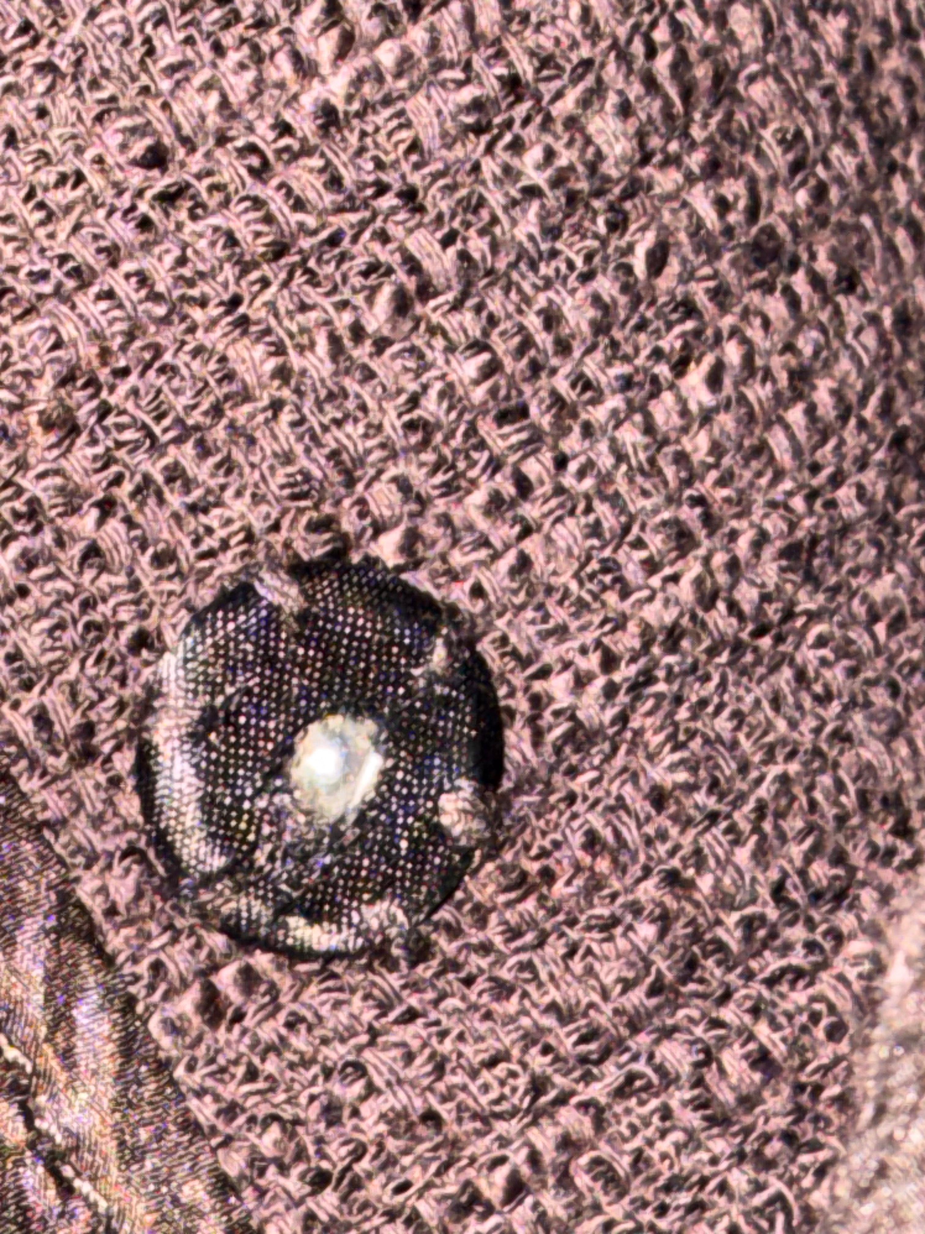 Brown Jacket | Banana Republic | Size 12